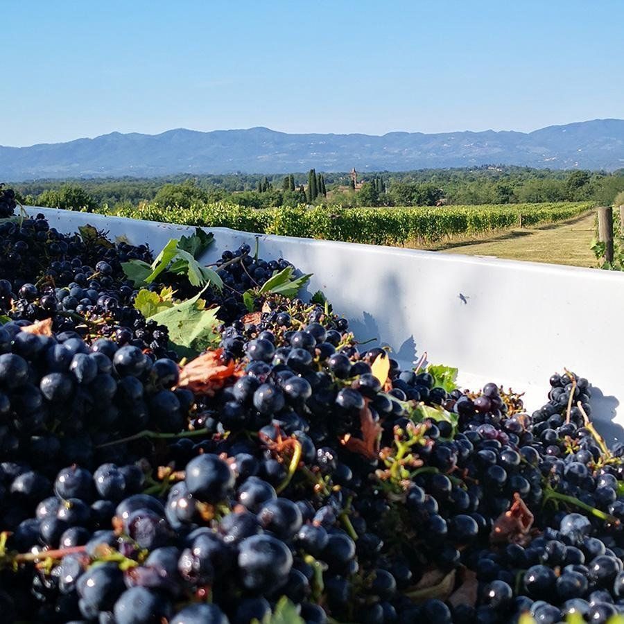Close-up of harvested dark grapes in a white bin, vineyard in background under a blue sky.