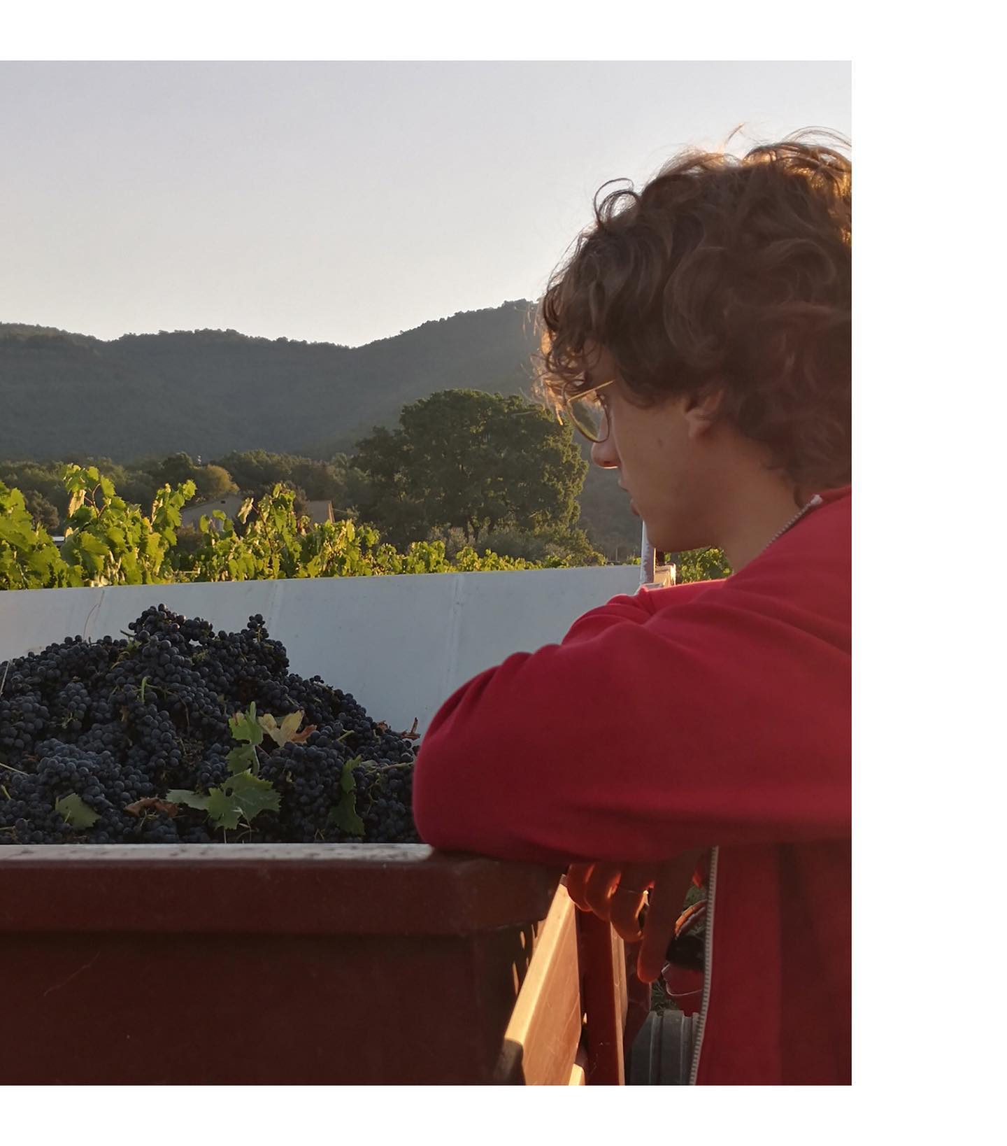 Person in red hoodie looking at grapes with a mountain backdrop, at Ejamu