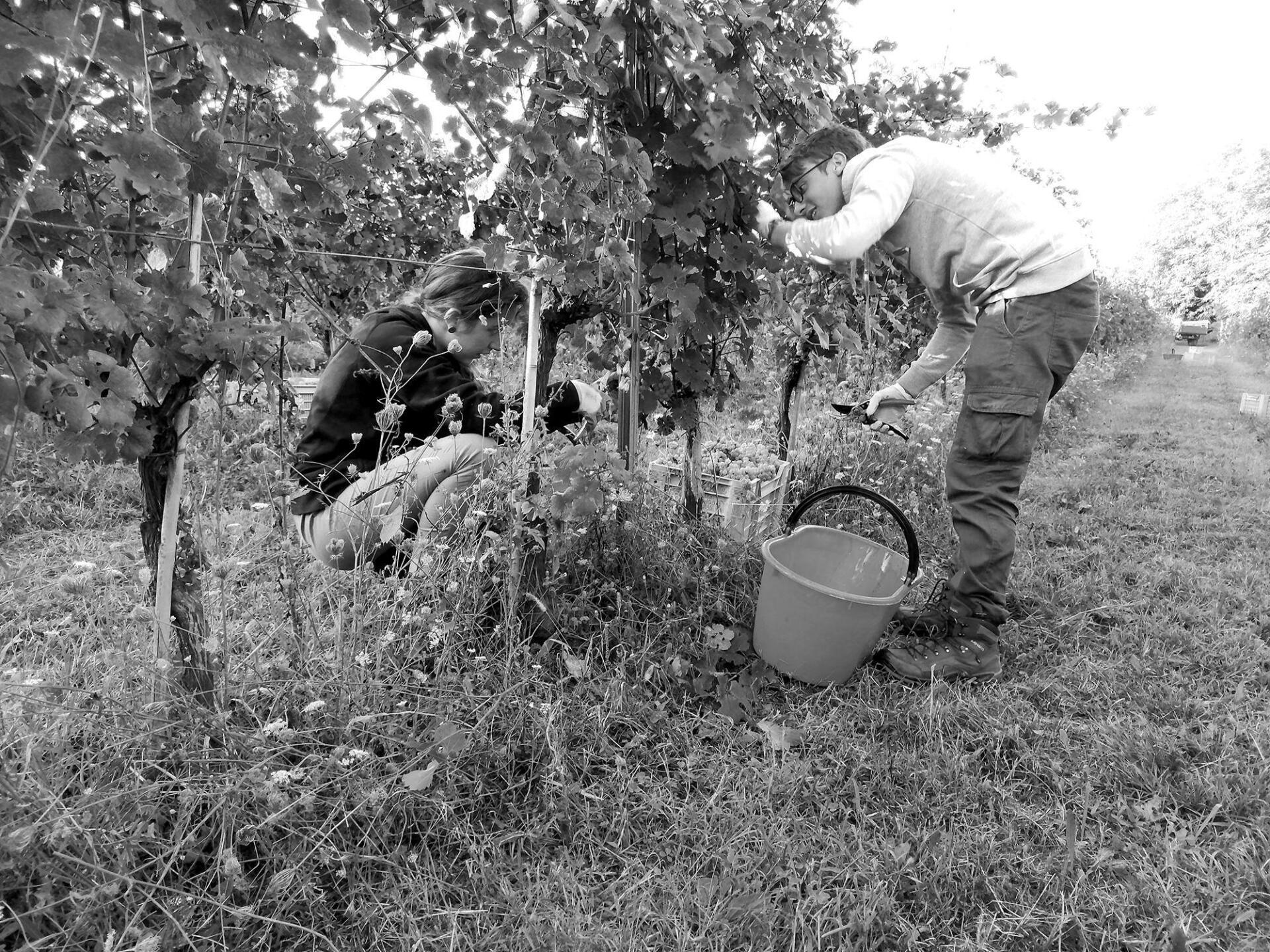 Two people harvesting grapes in Ejamu vineyard. One cuts grapes, the other tends the vines.