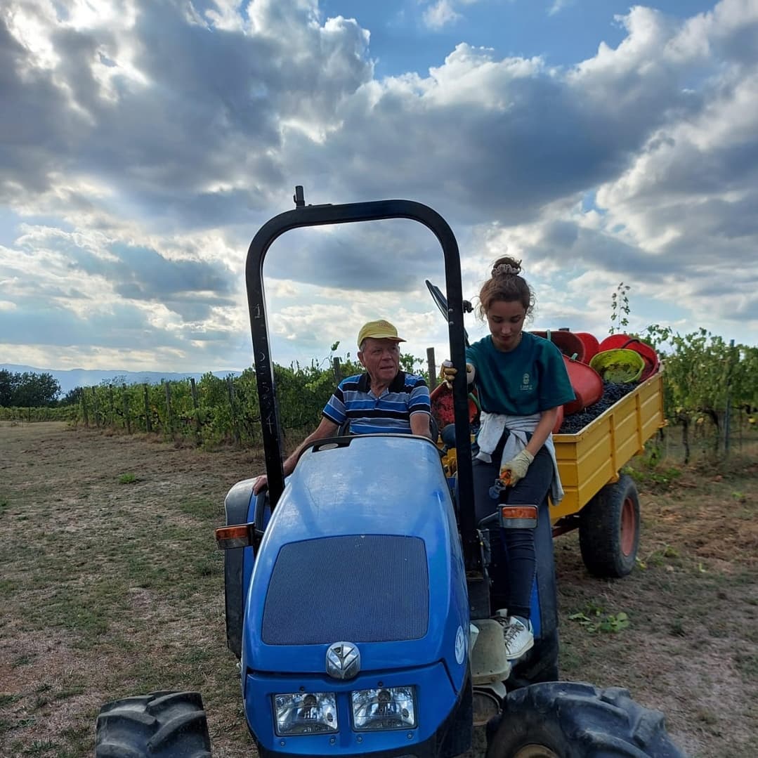 Two people in a blue tractor in a vineyard, at Ejamu.