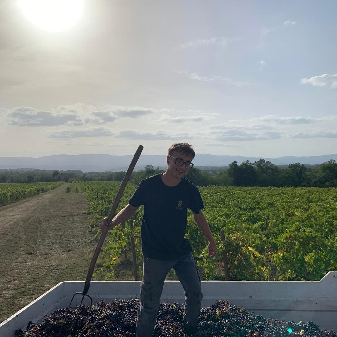 Man in vineyard holding tool, standing in a bin of grapes, at Ejamu.