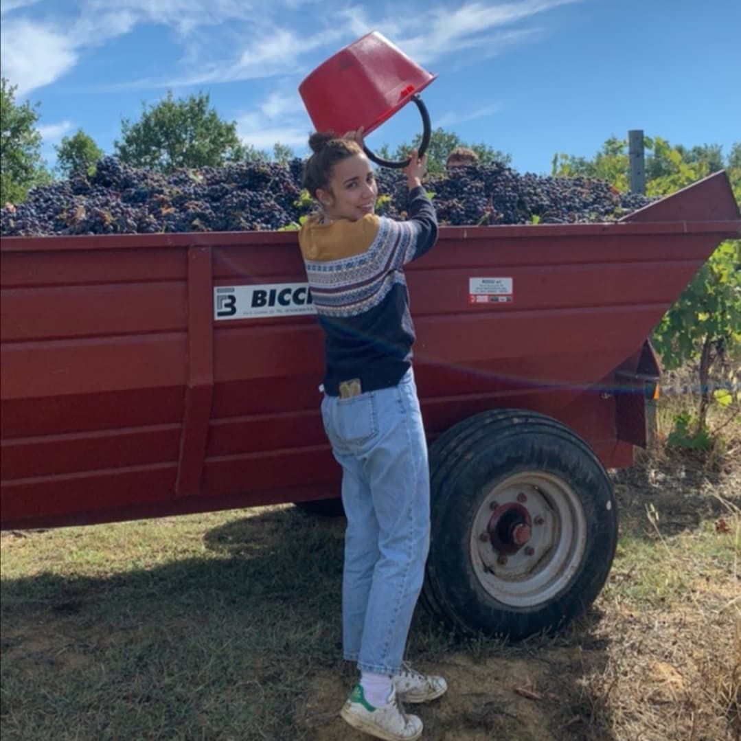 Ejamu winemaker emptying a red bucket of grapes into a large red bin in a vineyard.