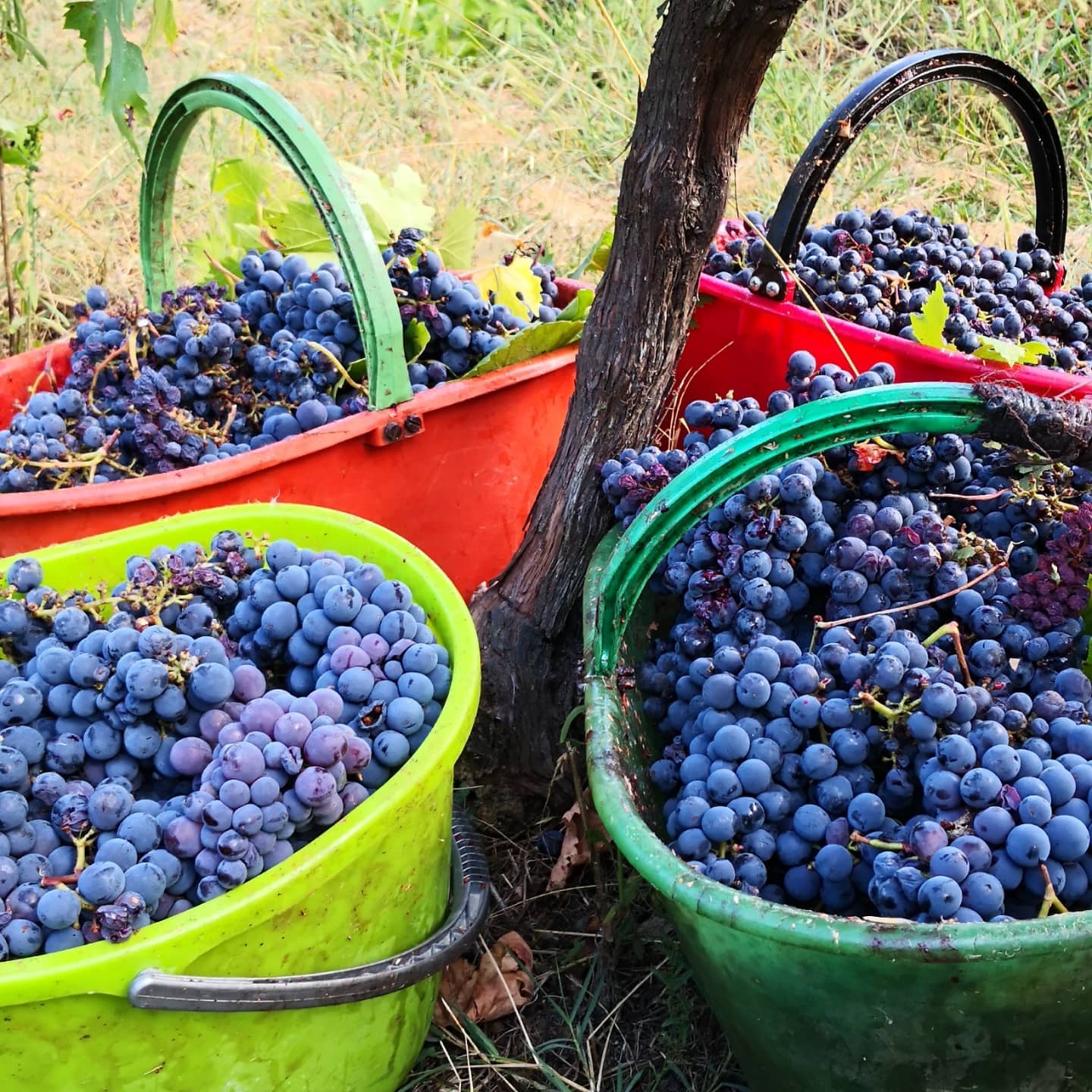 Four colorful buckets filled with harvested purple grapes sit near a tree trunk, at Ejamu