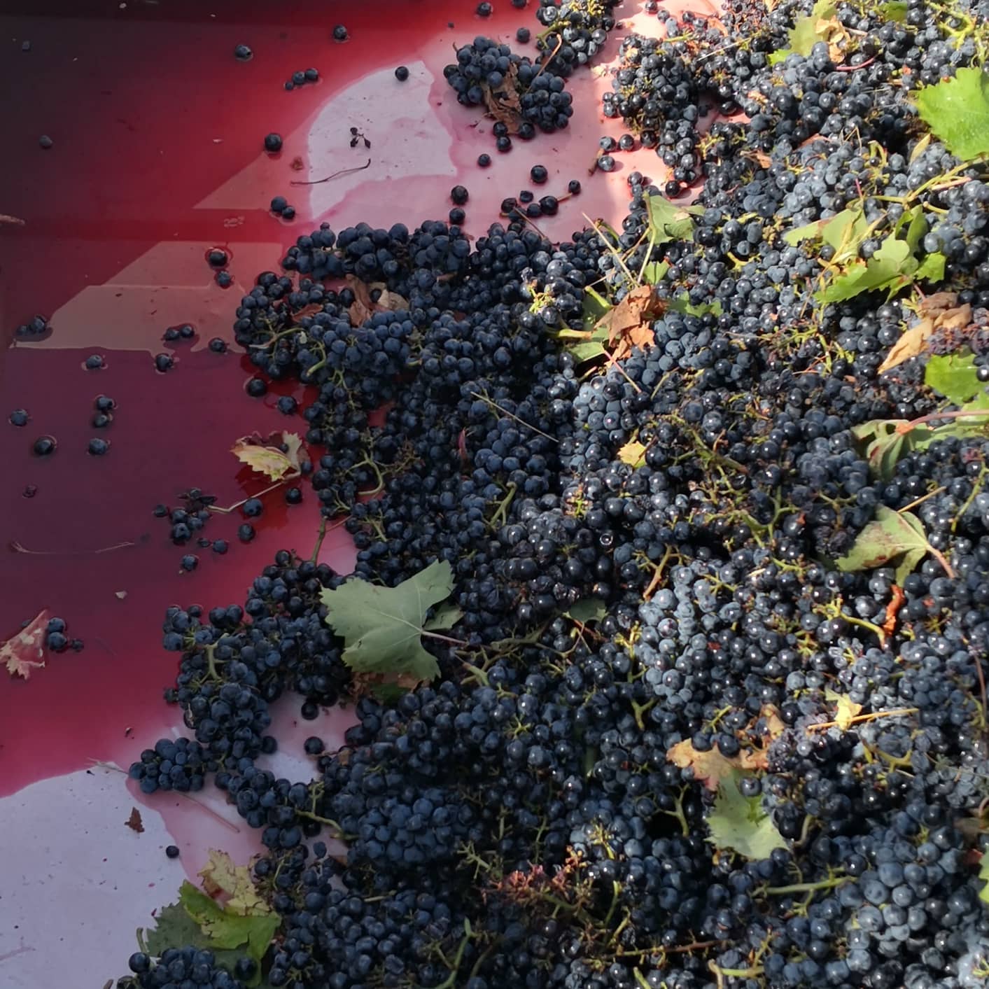 Dark grapes in a container, some crushed, with red juice visible.