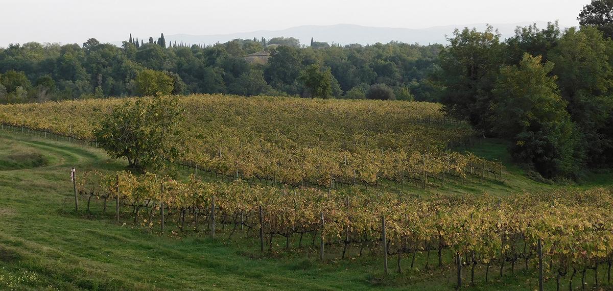 Ejamu vineyard with rows of grapevines on a hillside with a forest backdrop under a cloudy sky.