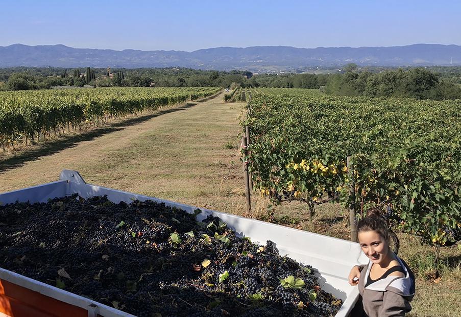 Woman in Ejamu vineyard smiling, grapes in foreground and rows of vines stretching to distant hills.