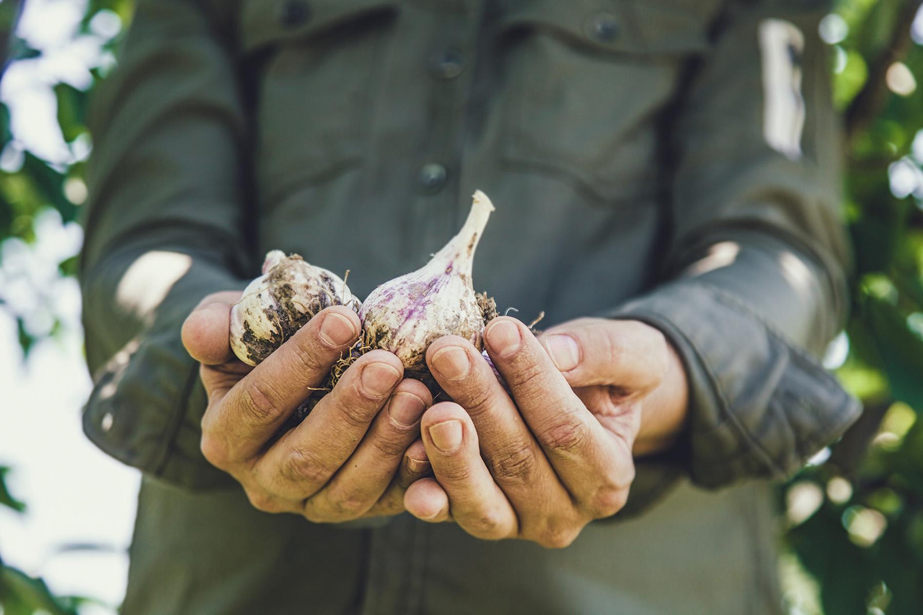 Person holding freshly harvested garlic bulbs, at Ejamu