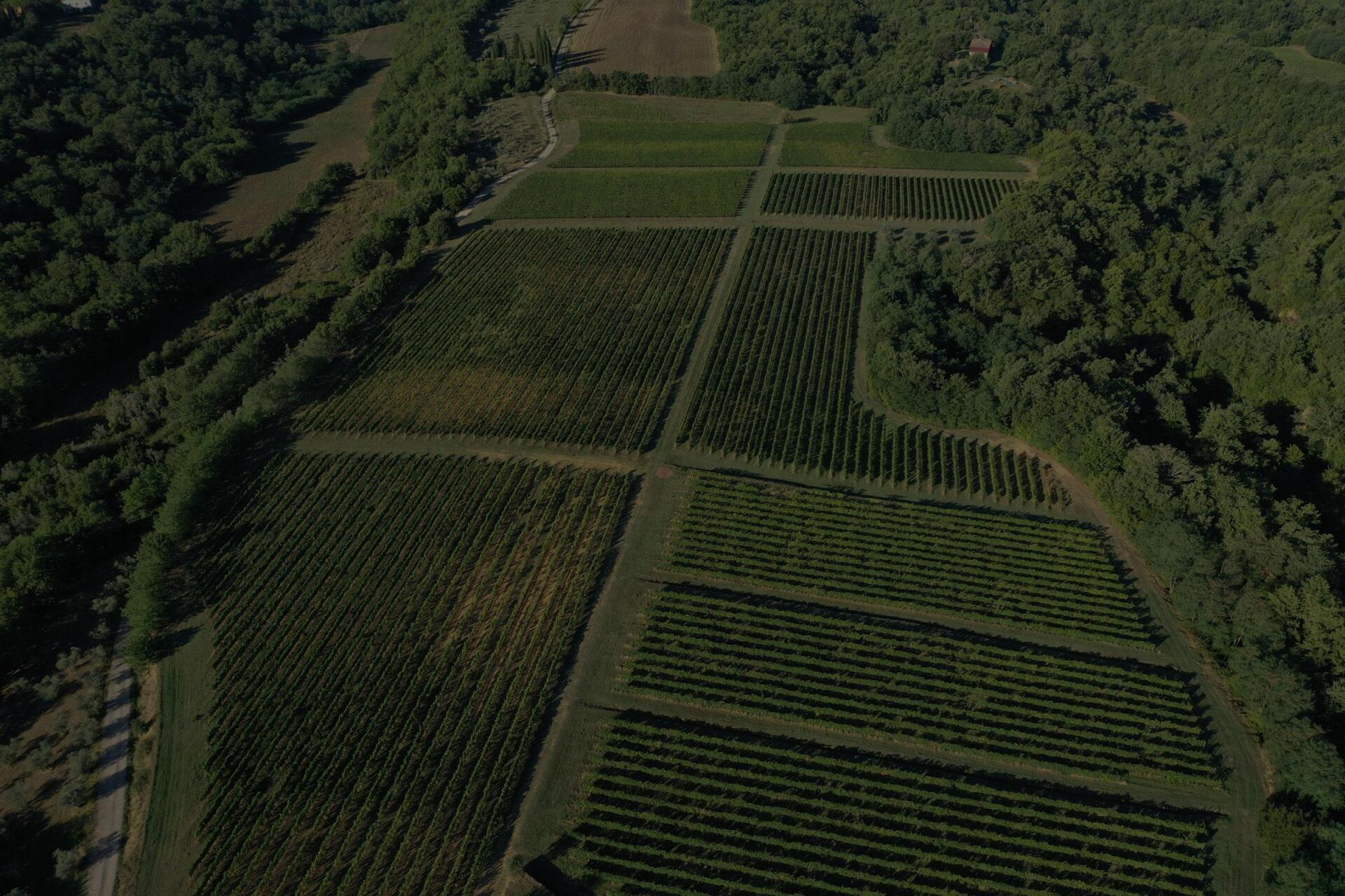 Aerial view of Ejamu vineyard with neatly arranged rows of green grapevines bordered by trees.