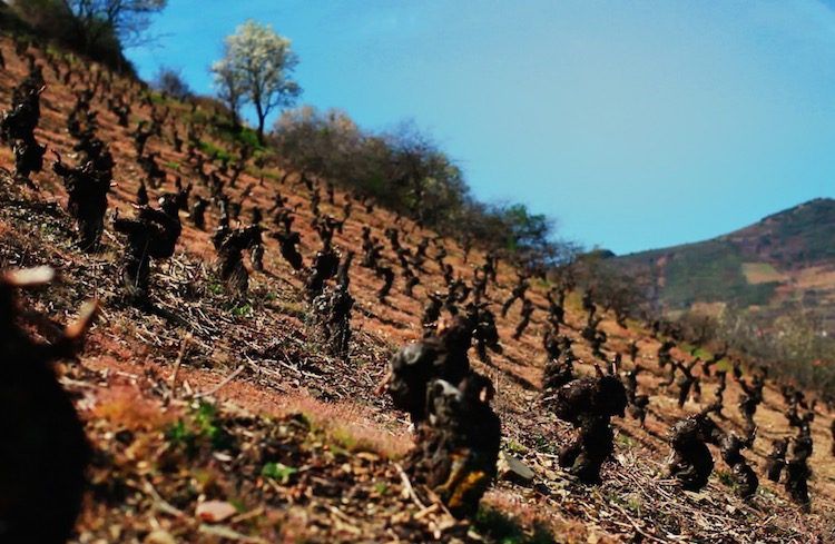 Maquina y Tabla - Old gnarly bush-trained vines Maquina y Tabla - Old gnarly bush-trained vines