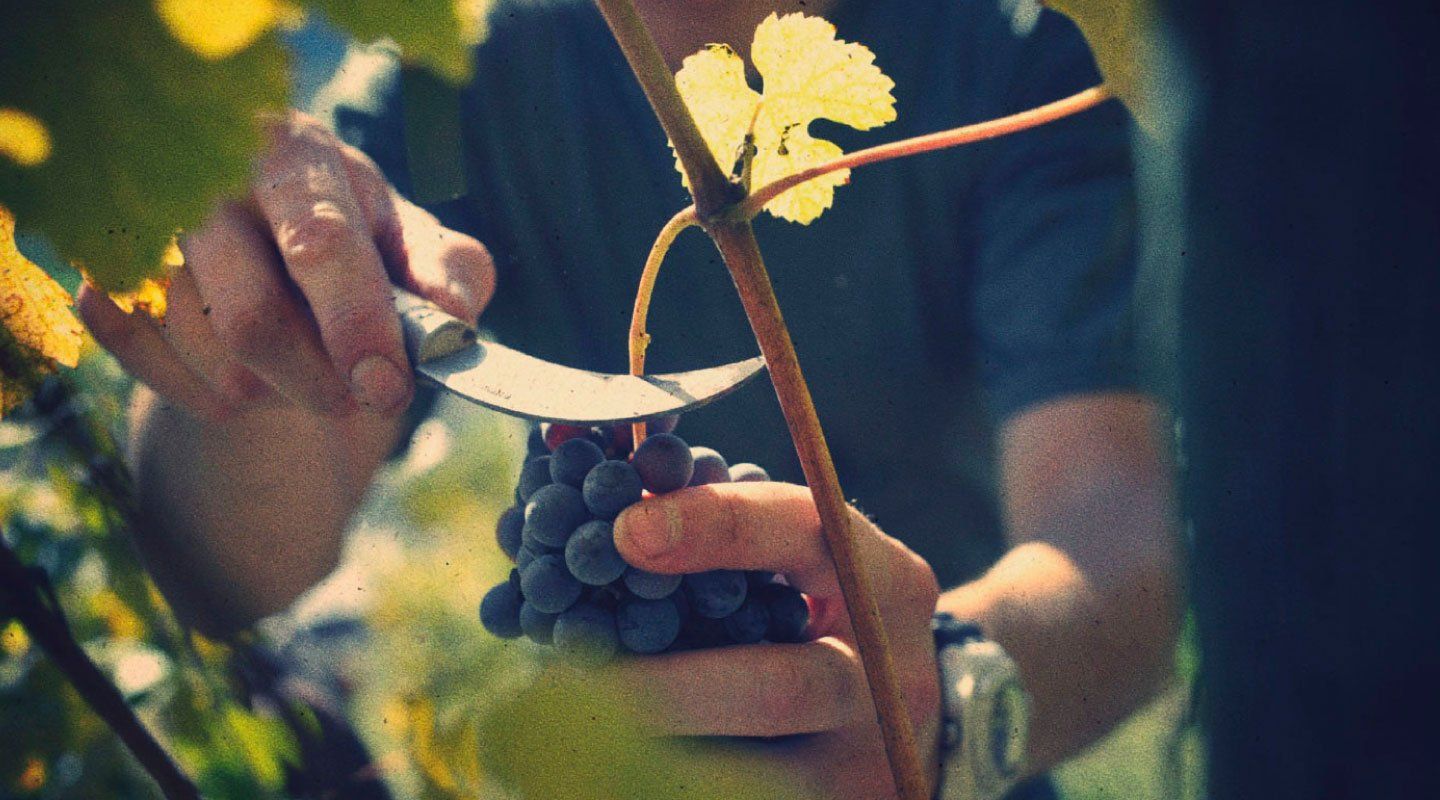 Person harvesting grapes with a curved knife in a vineyard.