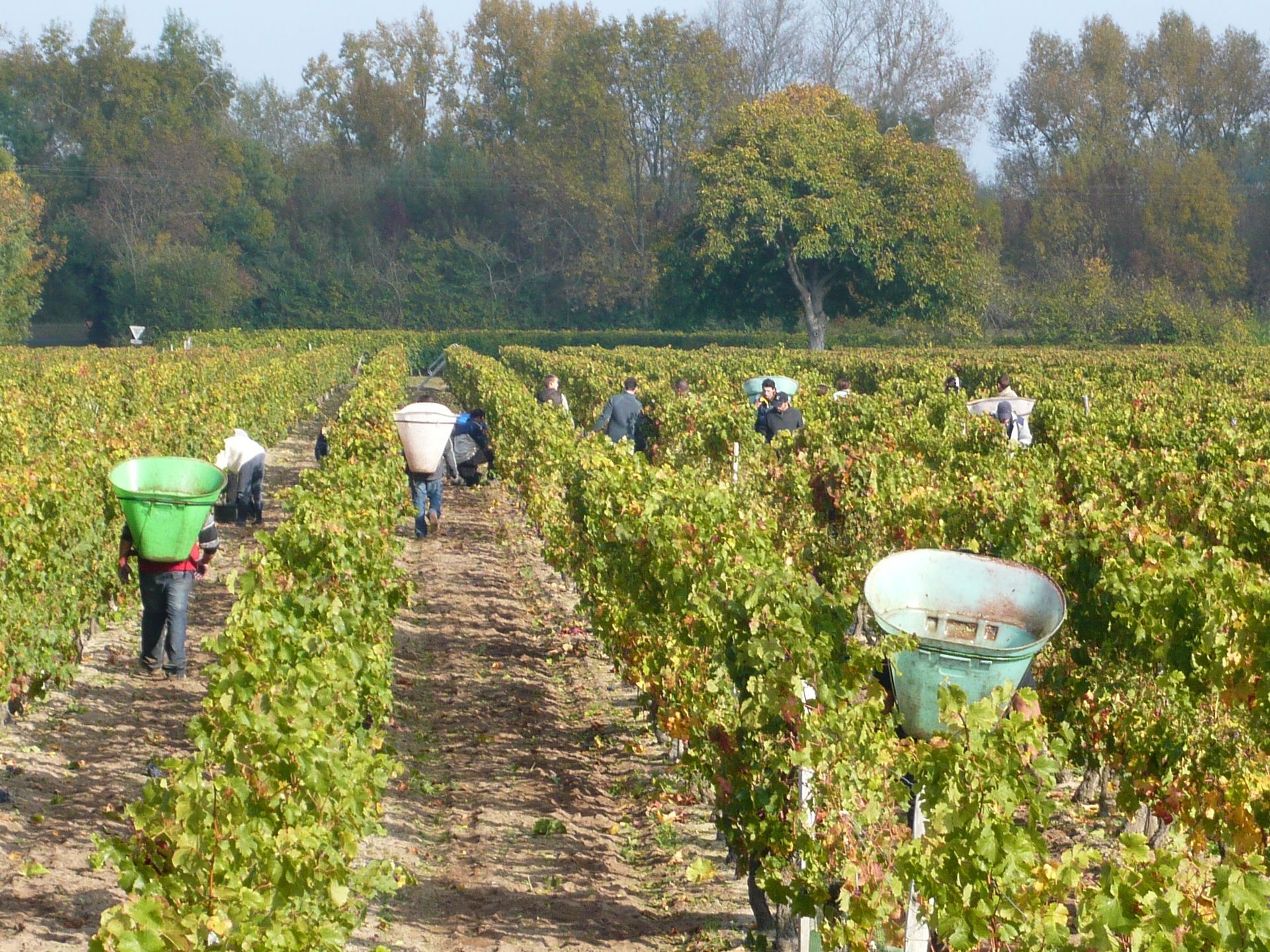 Vineyard workers harvesting grapes at Domaine Olga Raffault, with green and brown foliage.