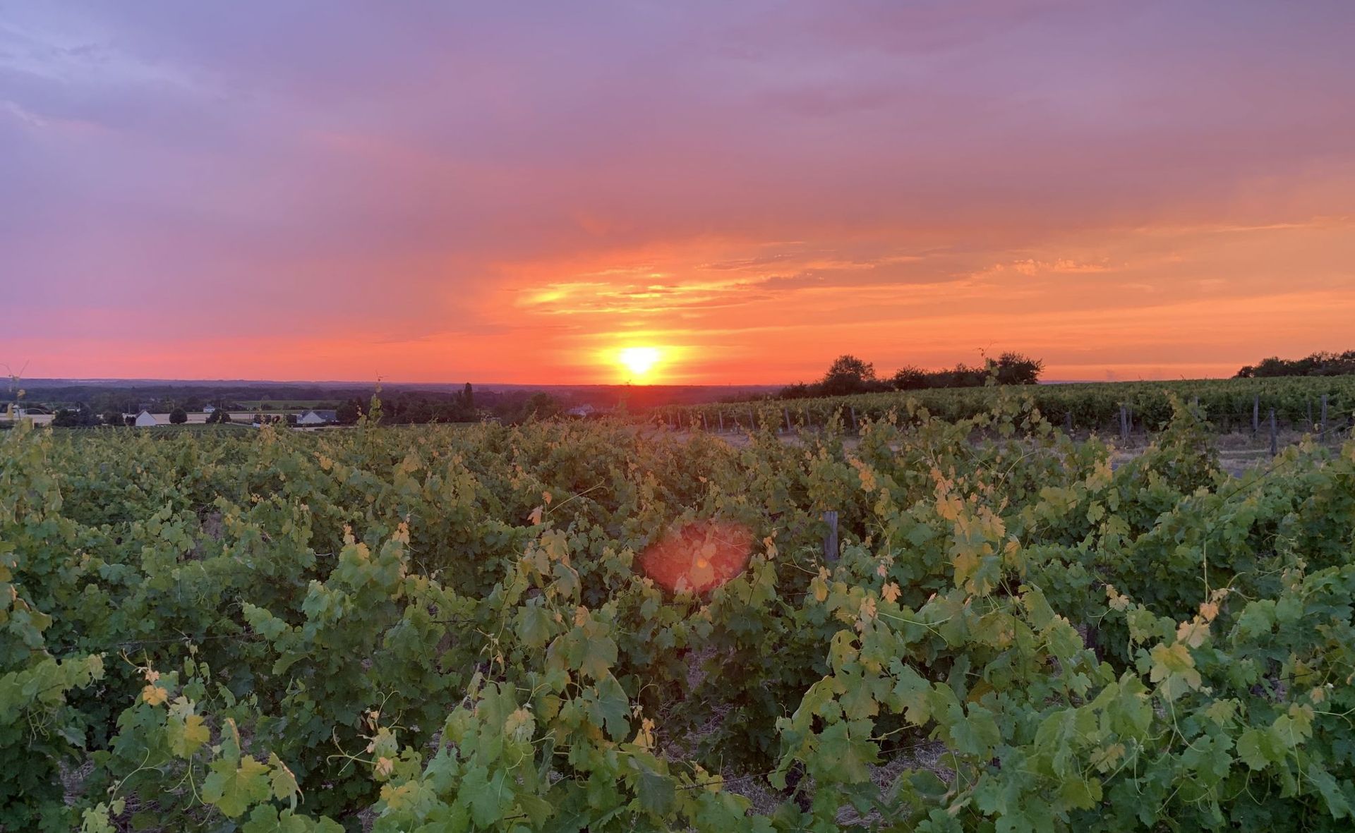 Olga Raffault vineyard at sunset with orange and purple sky.