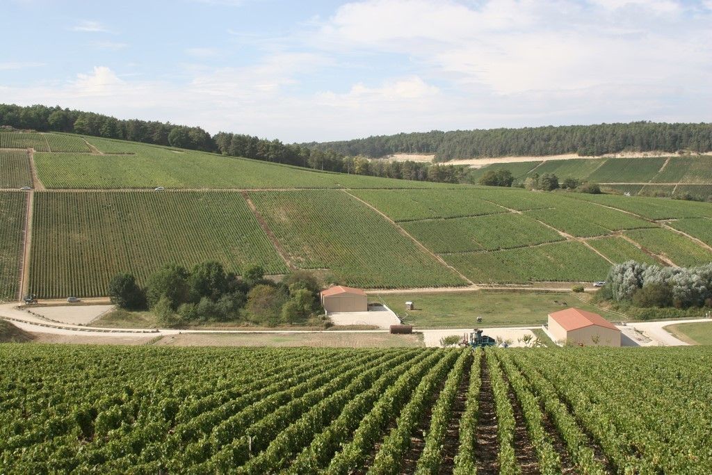 Vineyard of Champagne Joffrey on a hillside,with rows of green grapevines,