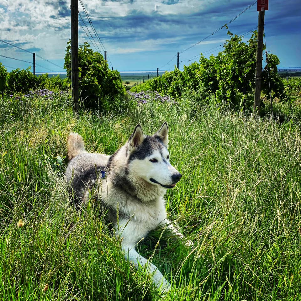 Husky dog resting in tall green grass near Birgit Braunstein vineyard on a sunny day.