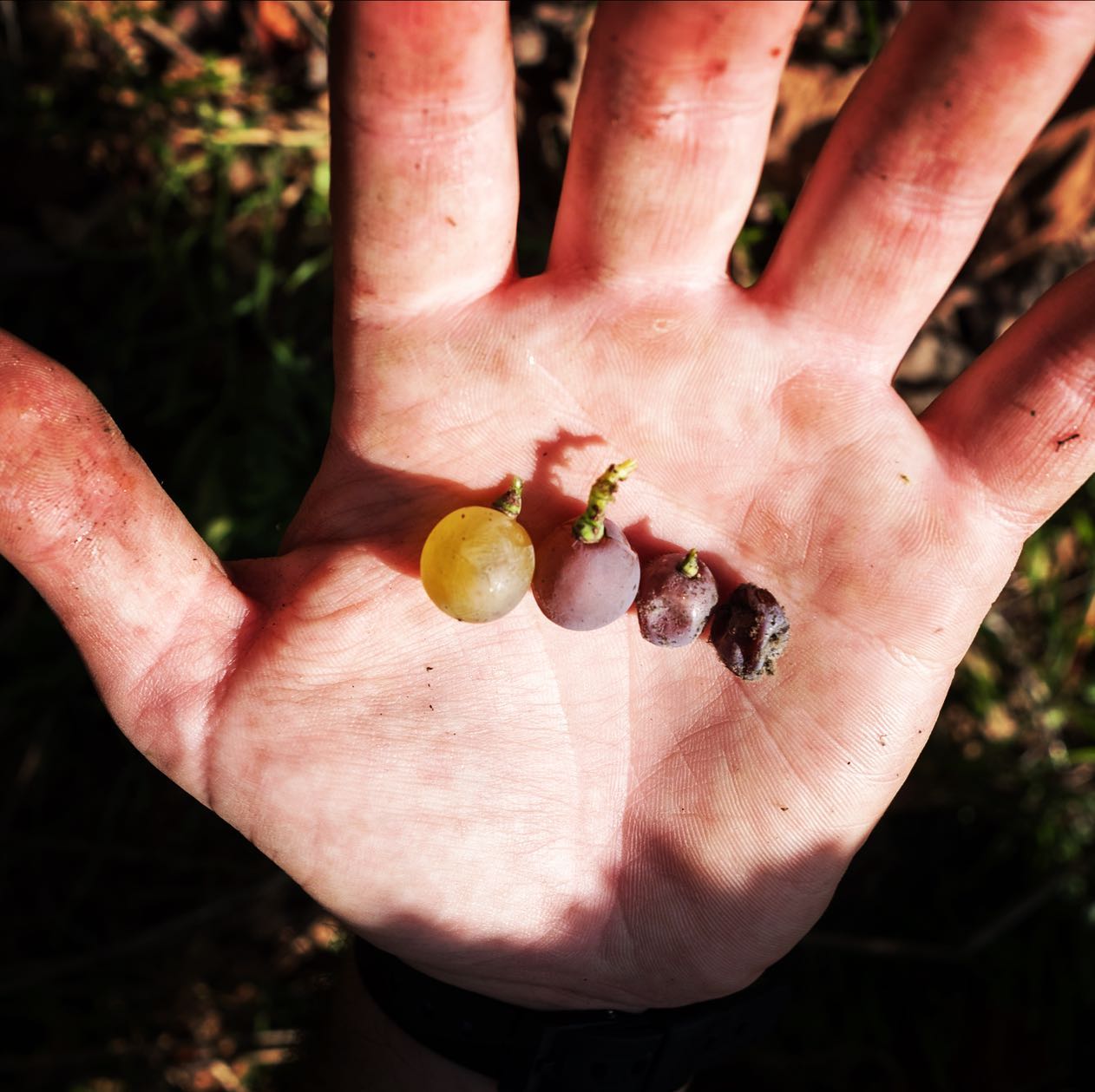 Hand holding four small grapes of different colors, at Sandhi winery.