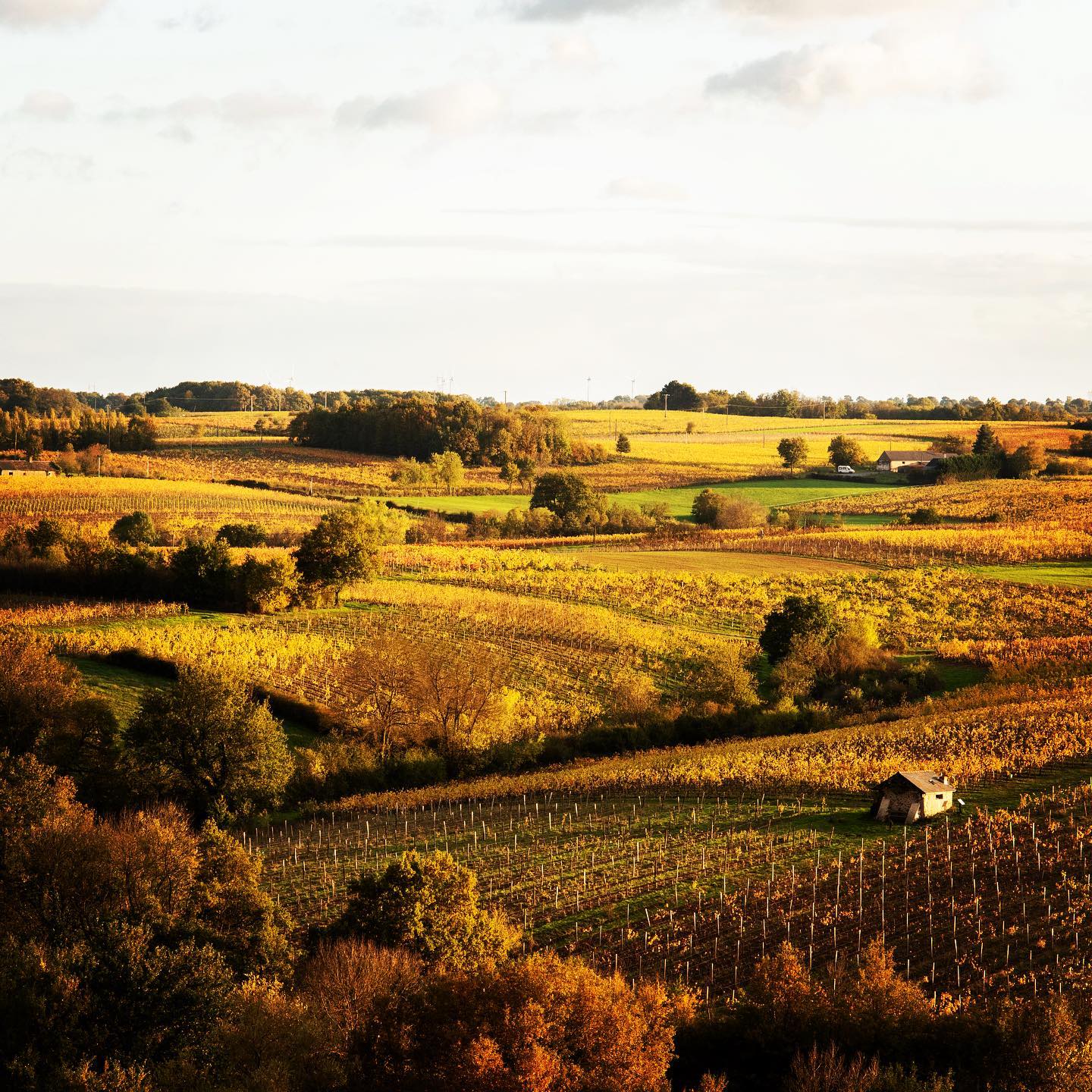 Golden autumn landscape with vineyards and small buildings, at Domaine Belargus