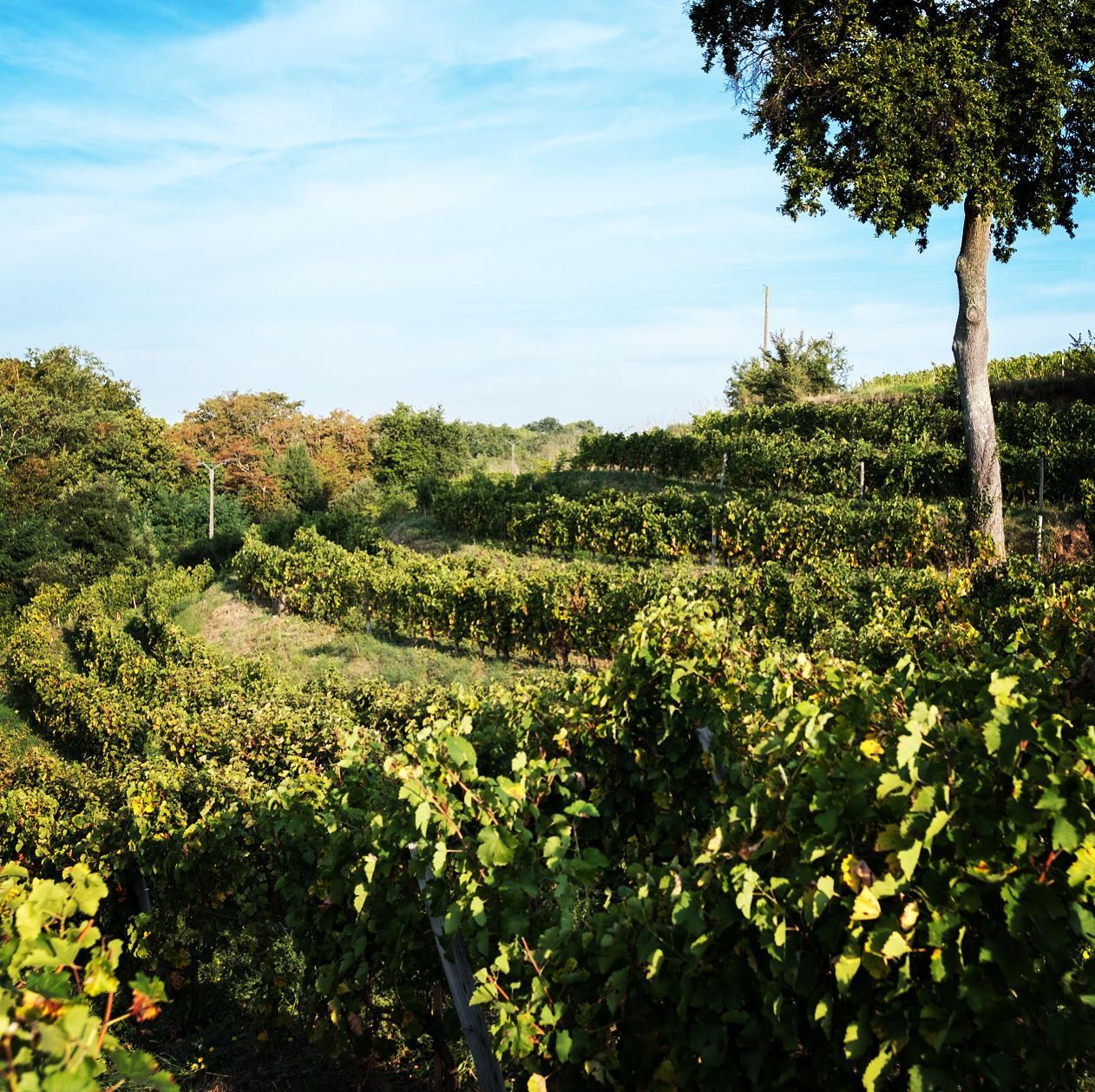 Vineyard on a hillside with rows of grapevines, and trees, at Domaine Belargus