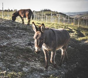 Enricco Rivetto - Donkeys in the Vineyard enriching the habitat Enricco Rivetto - Donkeys in the Vineyard enriching the habitat