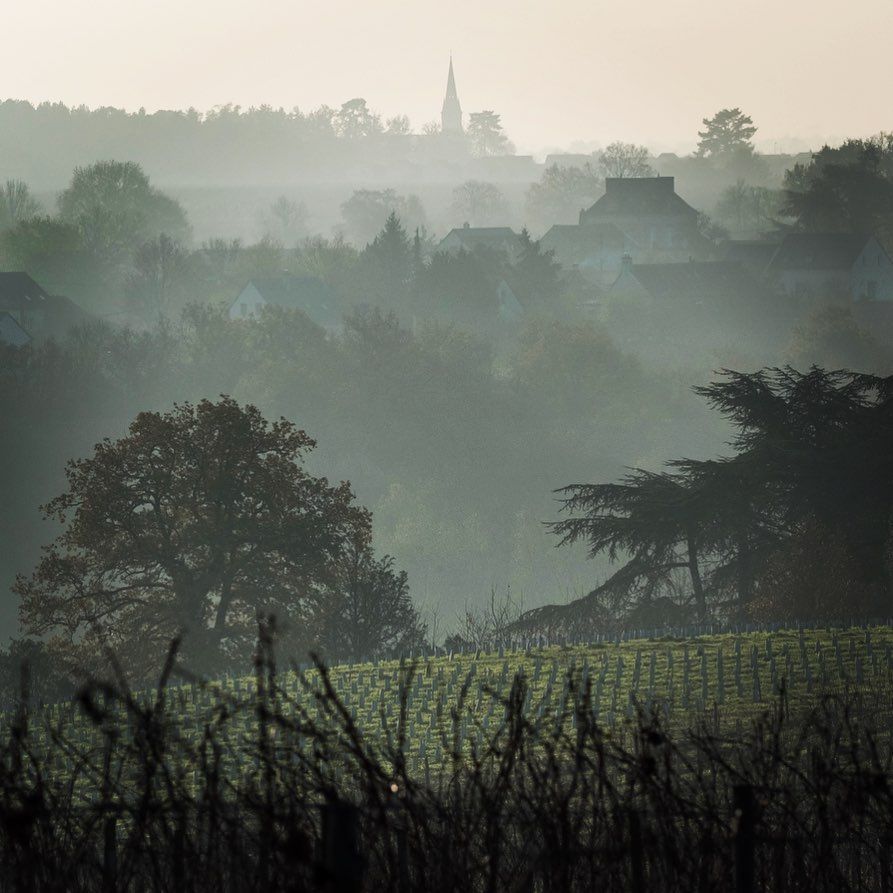 Misty landscape with trees, a vineyard, and a church in the distance, at Domaine Belargus