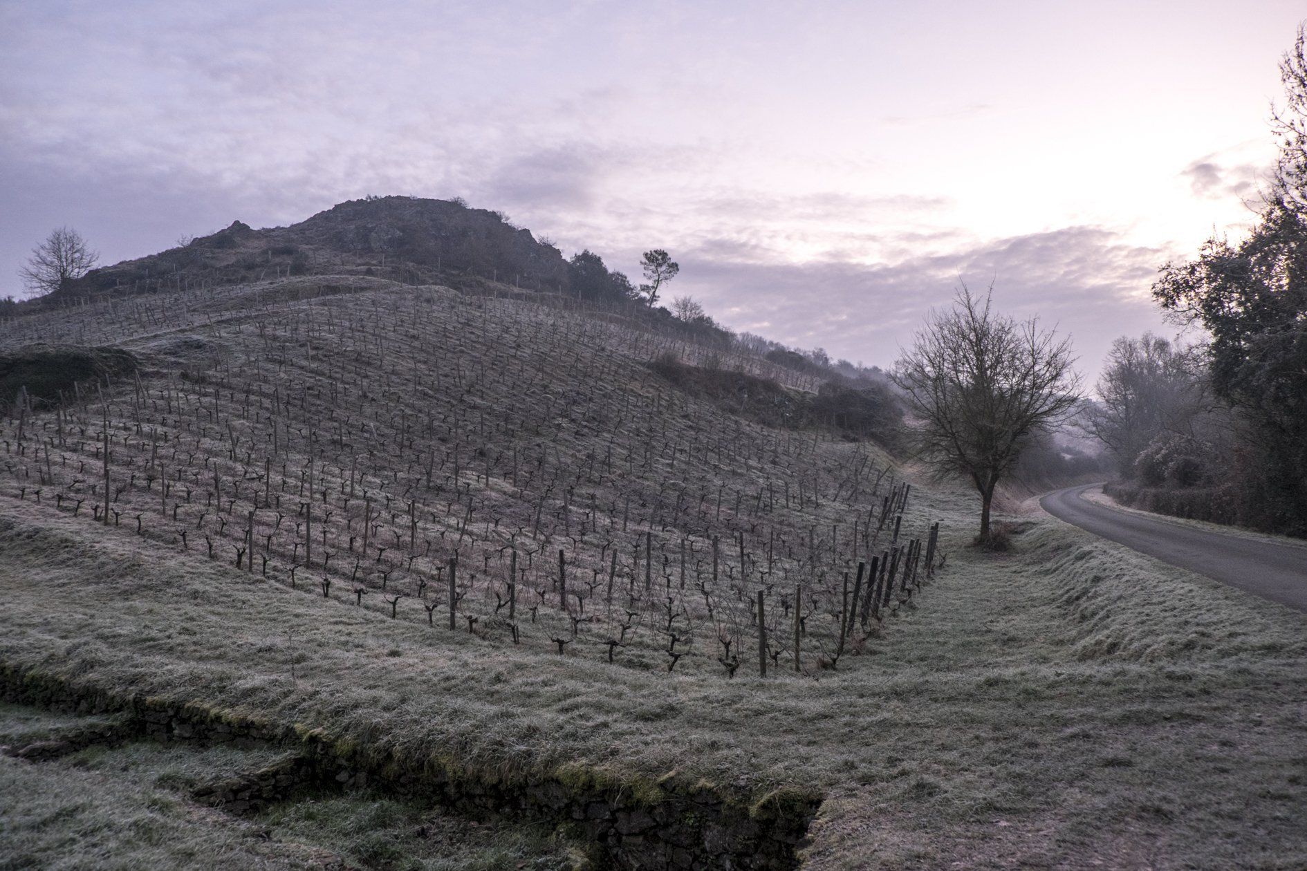 Pithon-Paillé vineyard on a hillside in winter.