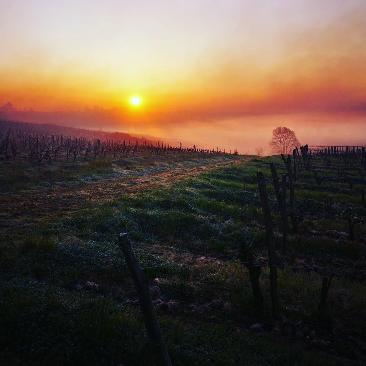 Sunrise over a vineyard with rows of bare vines, at Domaine Belargus
