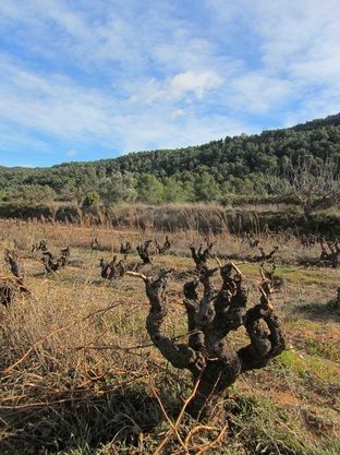 Bare grape vines in a field, with a forested hillside and blue sky in the background.