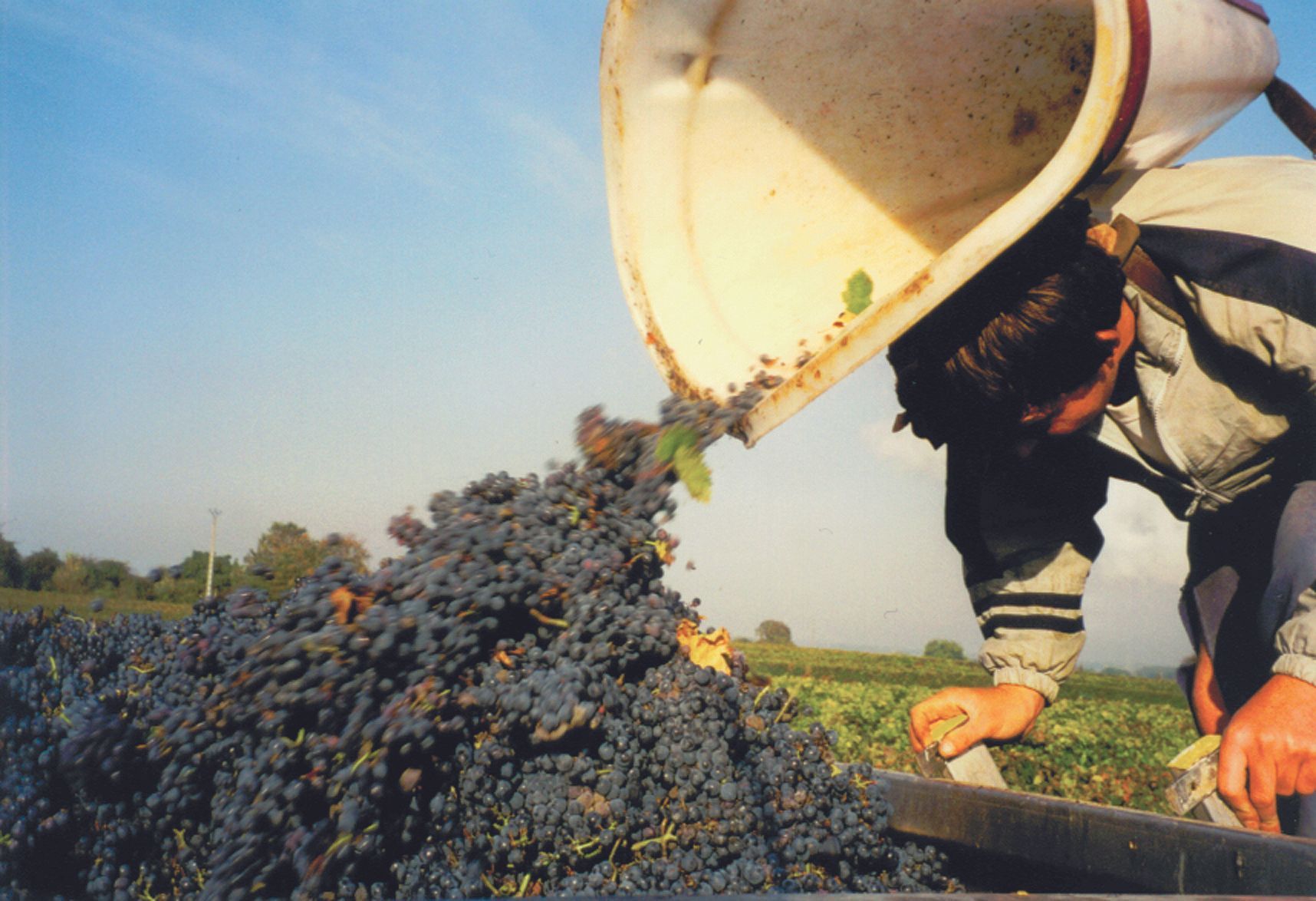 Grapes being poured from a container, at Domaine Olga Raffault. A person is tending to the grapes in a vineyard.