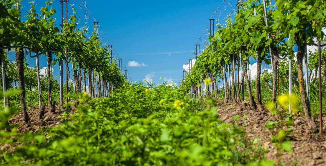 Vineyard rows at Zillinger with green ground cover growing between grapevines.