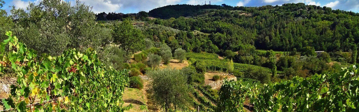 Casa Raia vineyards with lush green trees and rolling hills.