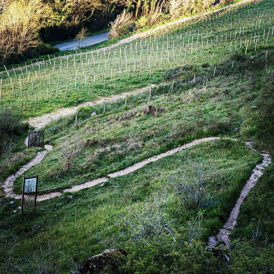 Marco Barba and the Barba Boyz pruning the pergola vines Marco Barba and the Barba Boyz pruning the pergola vines