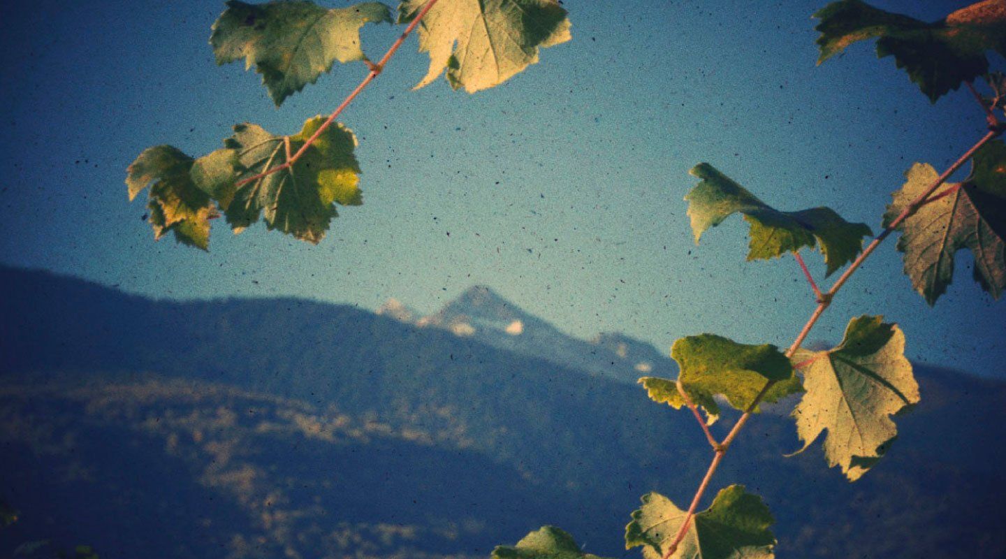 Grapevine leaves frame a mountain range against a blue sky.