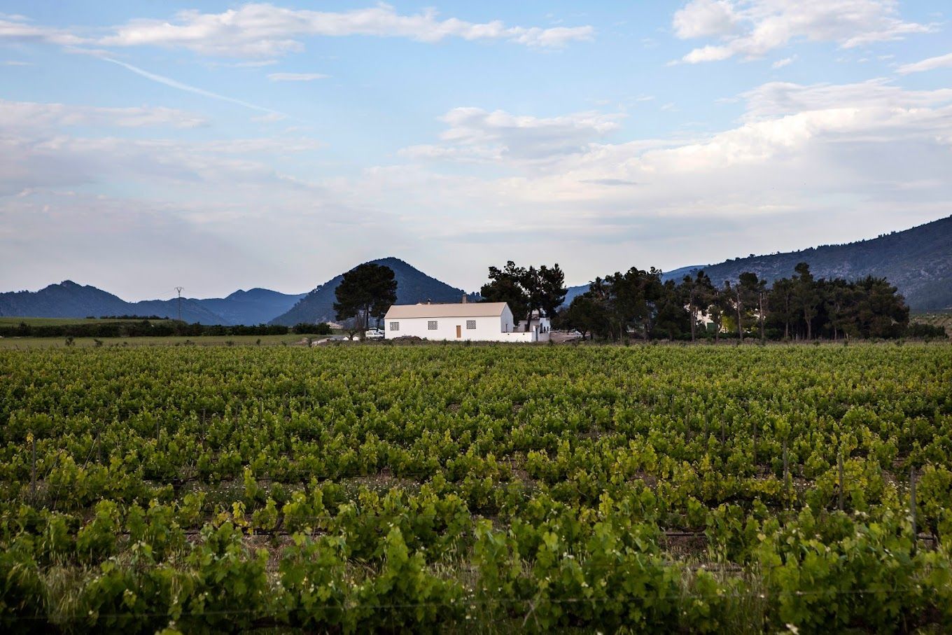 Pago Casa Gran vineyard with a white building and trees in the distance, mountains, under a blue sky.