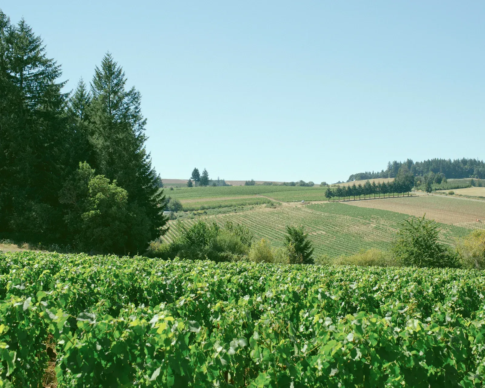 Vineyard with rows of green grape vines, at Evening Land