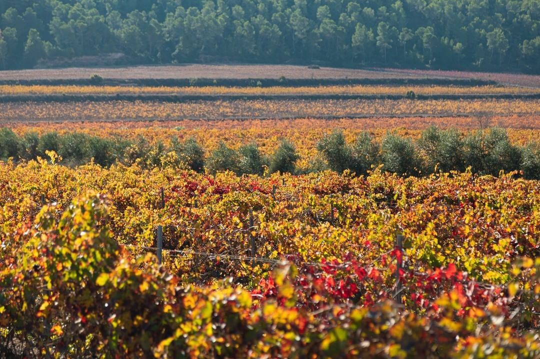 Pago Casa Gran - Vineyards in Autumn Pago Casa Gran - Vineyards in Autumn
