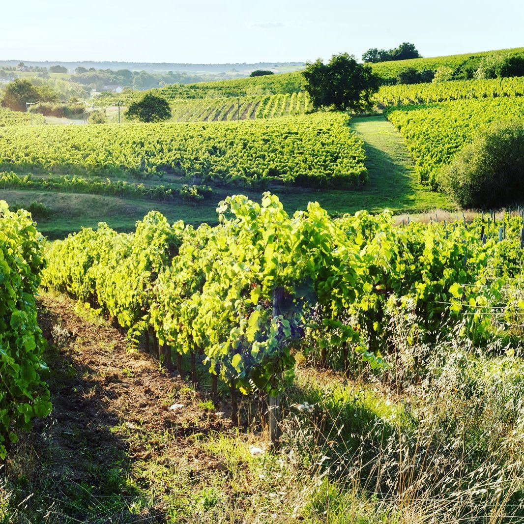 Vineyard with rows of lush green grapevines on a sunny hillside, at Domaine Belargus.