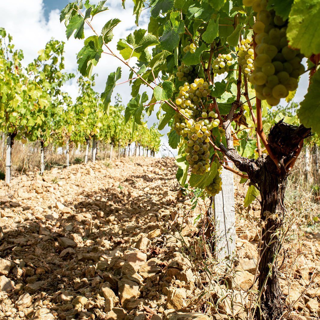 Vineyard with rows of grapevines, green leaves, and ripe grapes, at Domaine Belargus