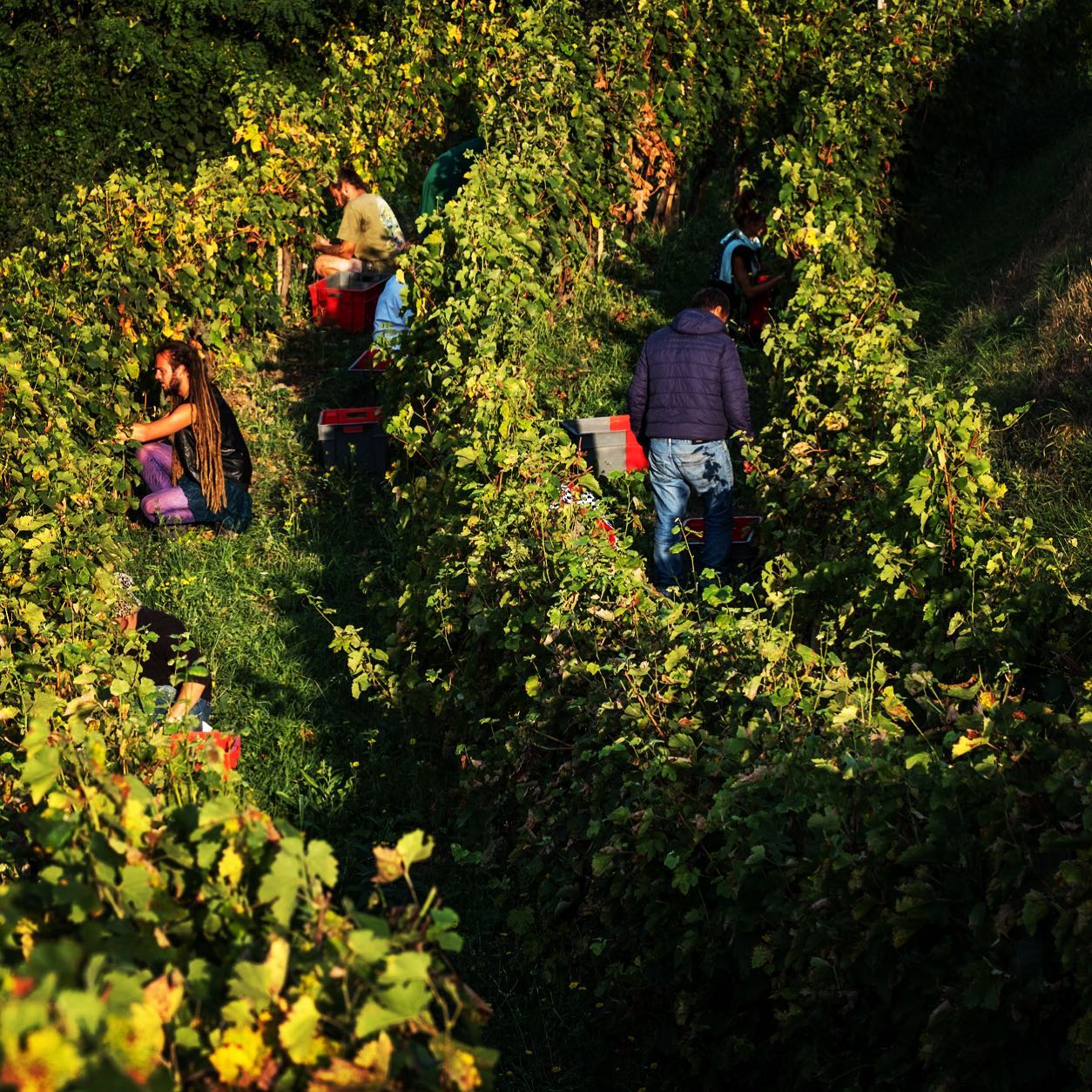 People harvesting grapes in a vineyard, carrying buckets, at Domaine Belargus