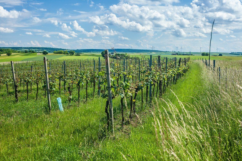 Vineyard rows at Zillinger stretching across a rural landscape under a blue sky.
