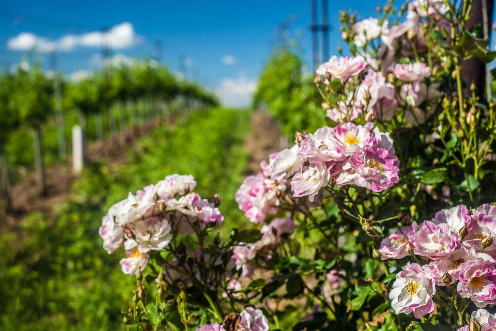 Wild roses in the Zillinger vineyards Wild roses in the Zillinger vineyards