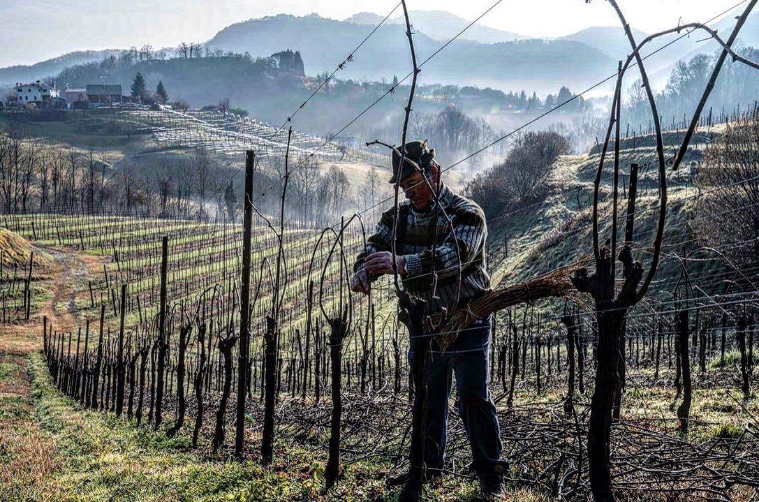 Tenuta Amadio - Vine Training Tenuta Amadio - Vine Training