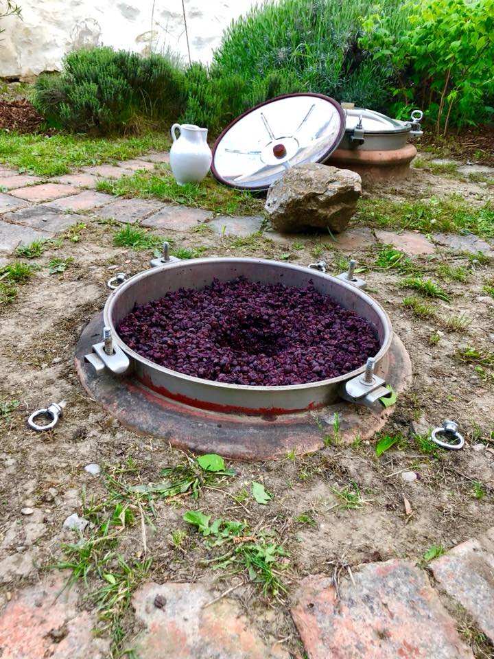 Open wine fermentation vat filled with dark purple grapes, at Birgit Braunstein