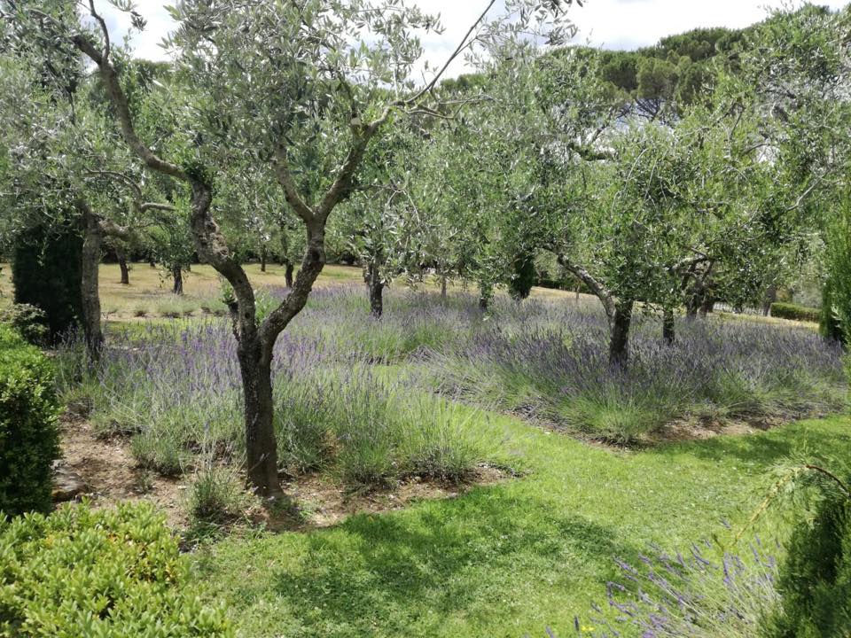 Olive trees with lavender bushes in a garden.