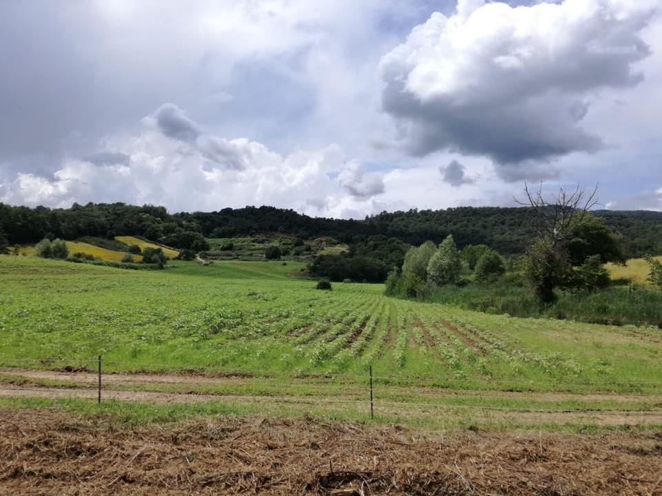 Green field and trees under a cloudy sky, at Il Palagio winery.