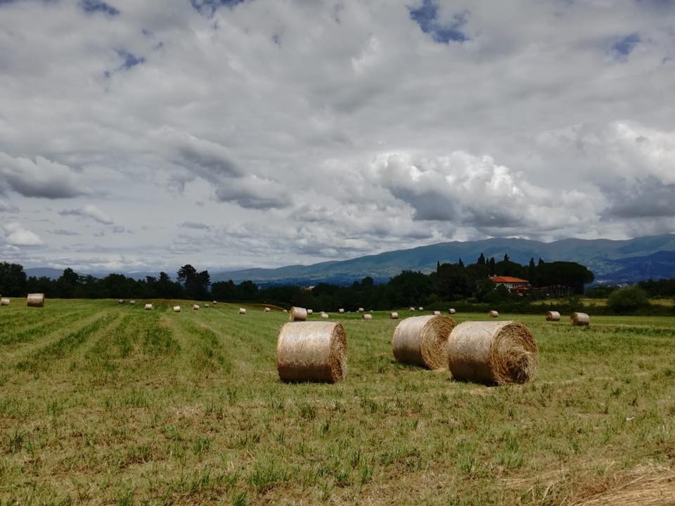Hay bales scattered in a field under a cloudy sky. Mountains are visible in the distance.