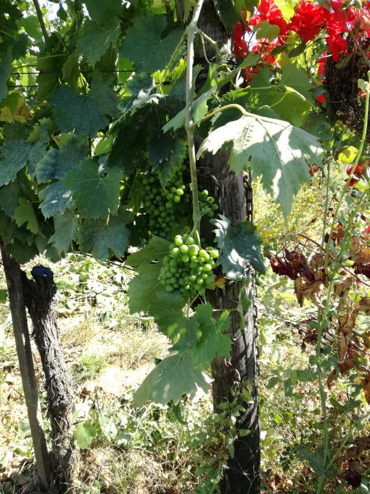 Green grapes hanging from a vine in a vineyard, with green leaves and a wooden post.
