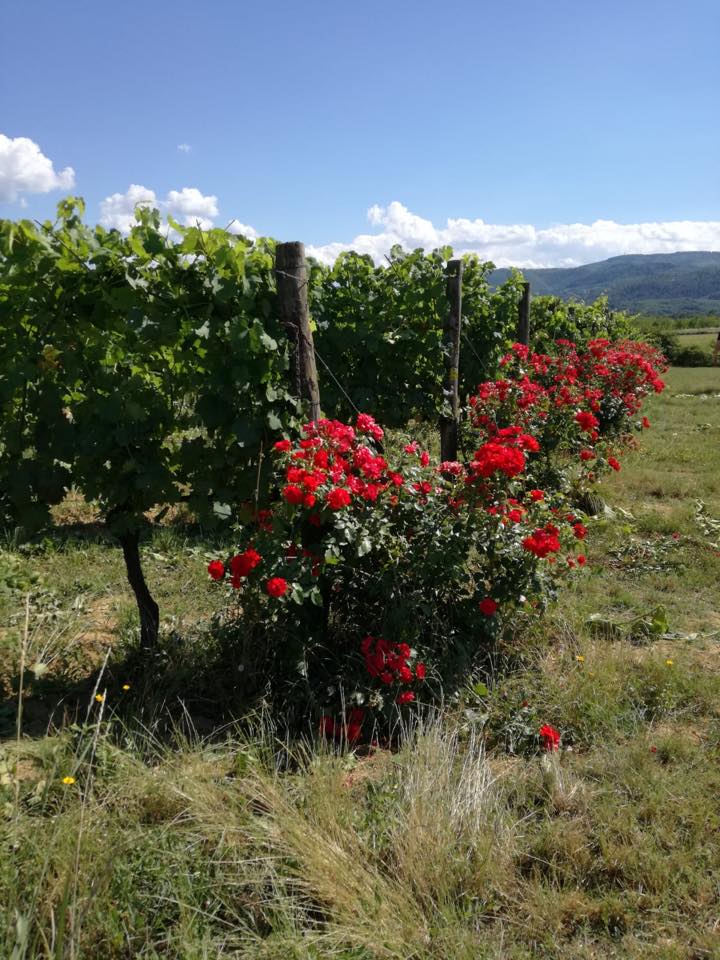 Rows of red roses grow between grape vines in a field under a blue sky.