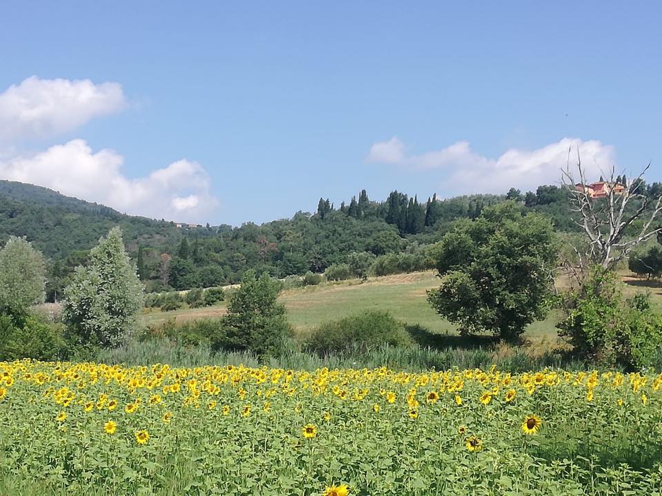 Field of sunflowers in bloom with a rolling green landscape and a blue sky dotted with clouds.