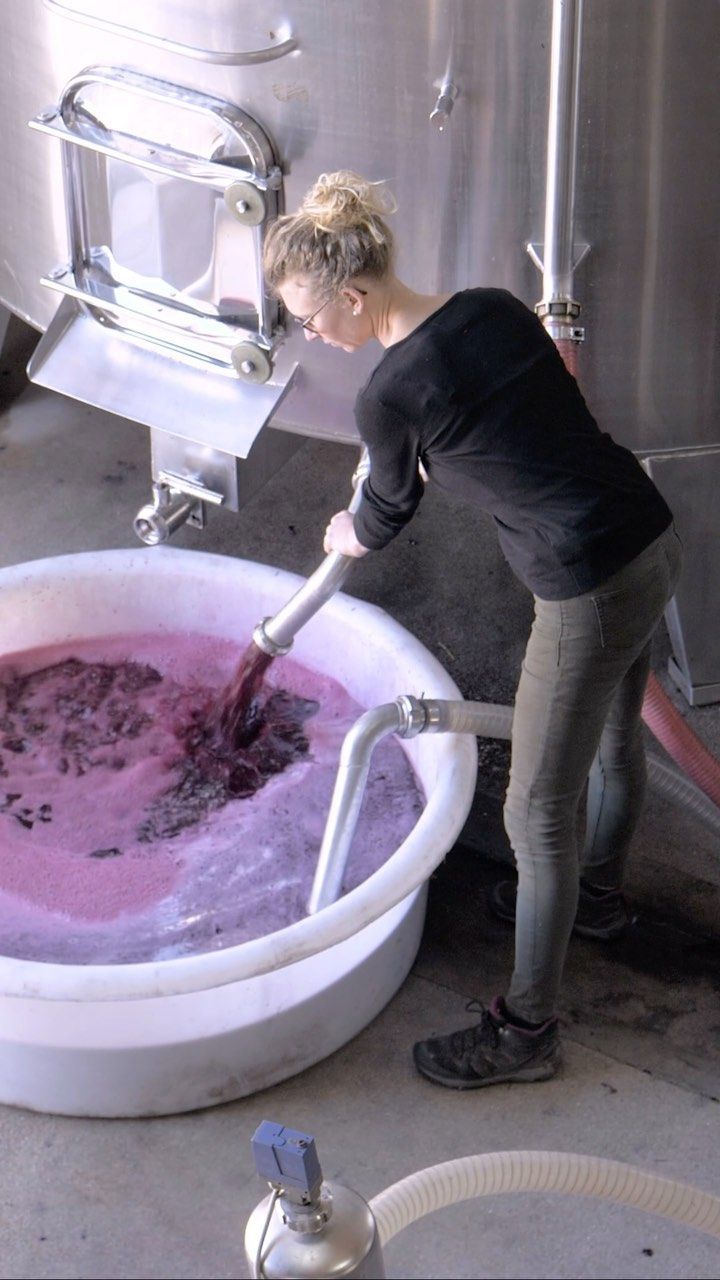 Woman filling a white vat with rede wine from a stainless steel tank, at Château Saint Hilaire