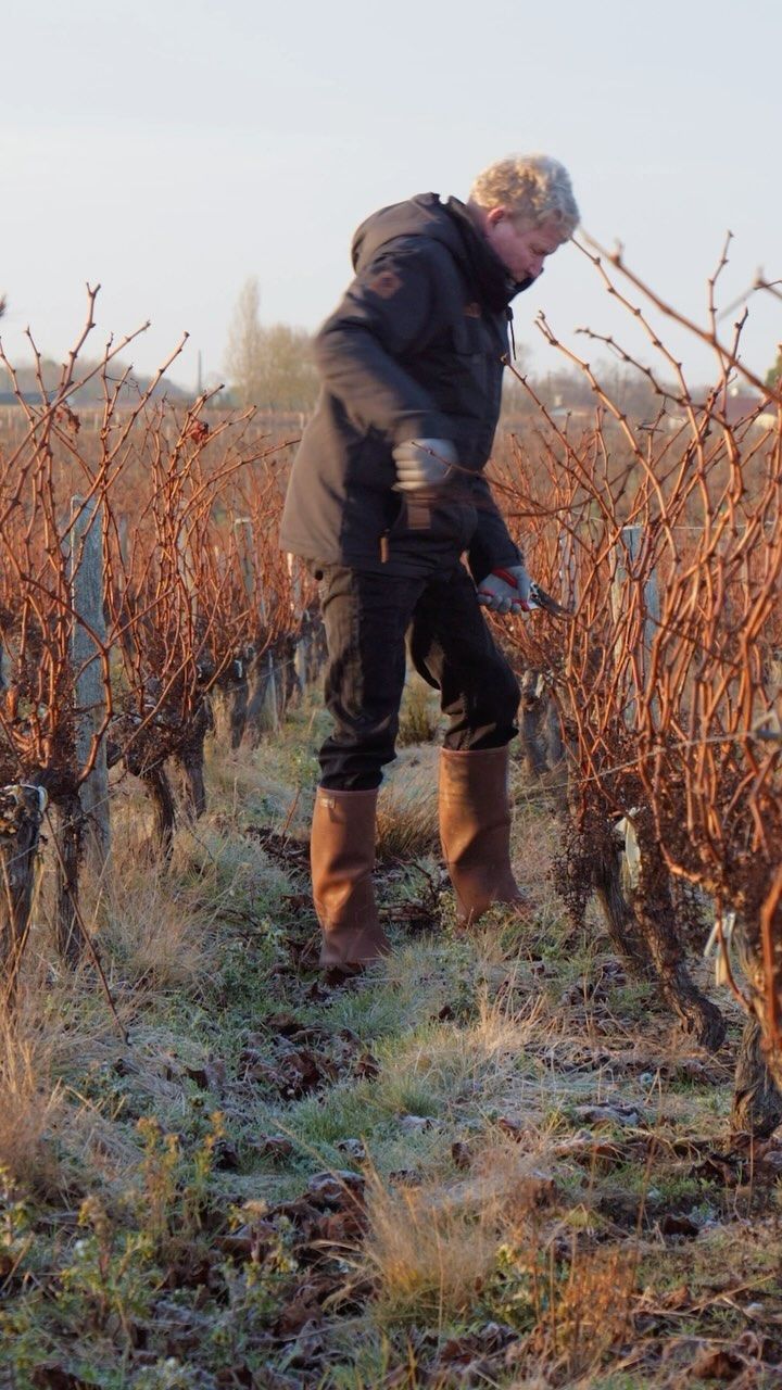 Worker of Château Saint Hilaire pruning grape vines in a vineyard, wearing a dark coat and boots.