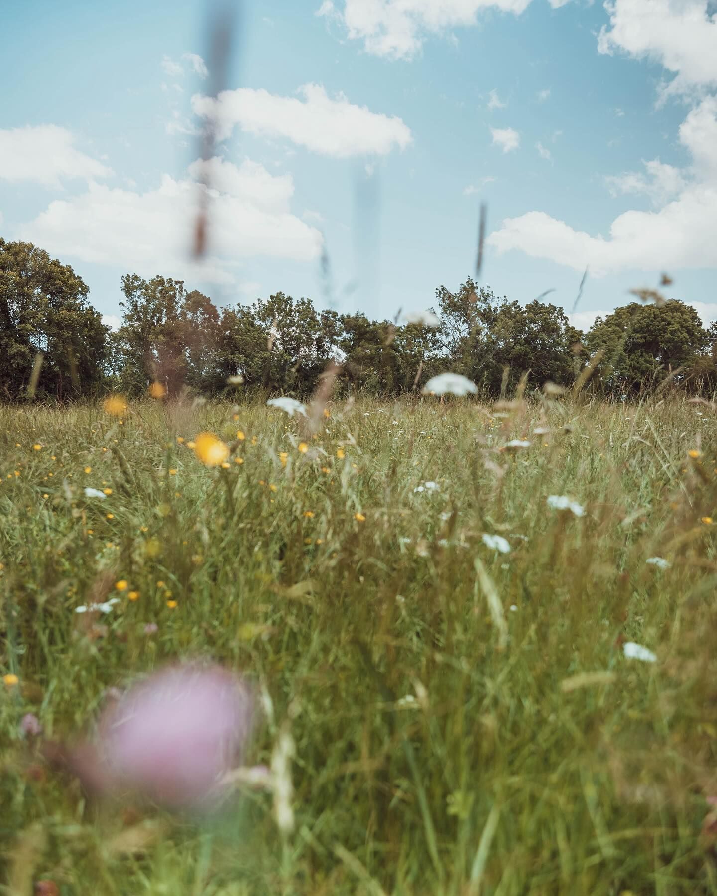 A field of tall grass and wildflowers with trees in the background, at Château Saint Hilaire.